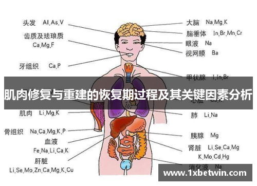 肌肉修复与重建的恢复期过程及其关键因素分析